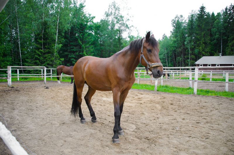 Horse Paddock Repair